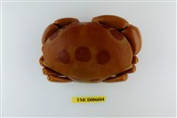 藏品(紅斑瓢蟹)的圖片